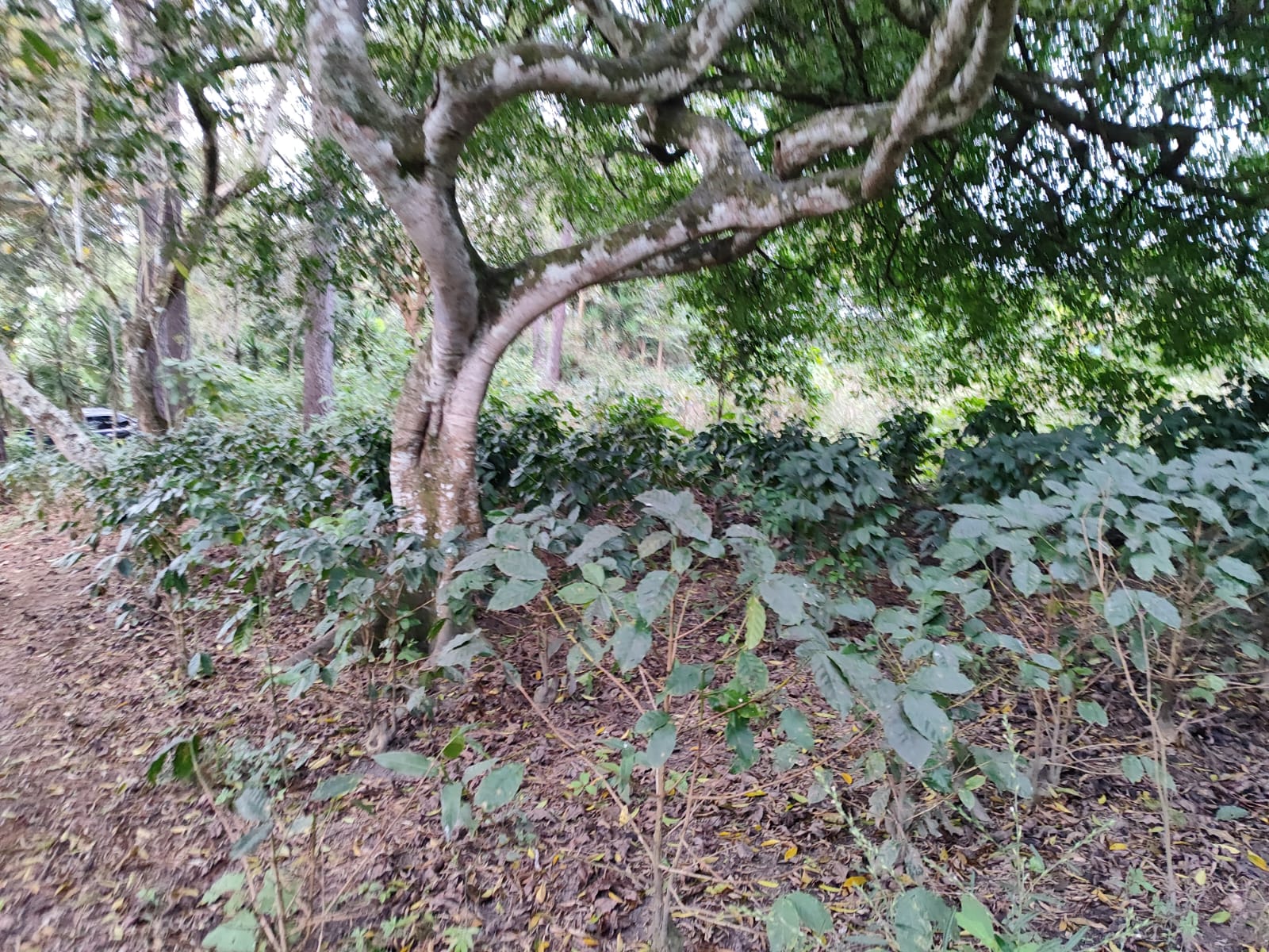 Terreno en venta en Aldea Las Casitas, Santa Rosa de Copán, a orilla de la carretera CA-11 con entorno natural
