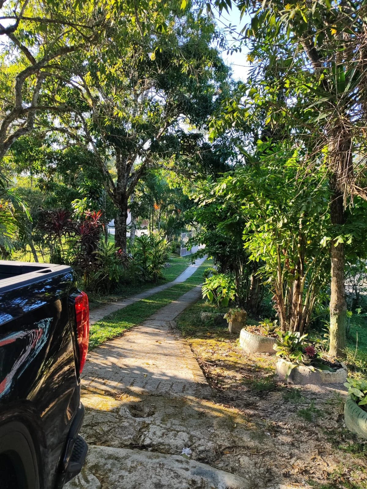 Camino interno de propiedad rural rodeado de árboles y vegetación tropical con camioneta estacionada a un lado
