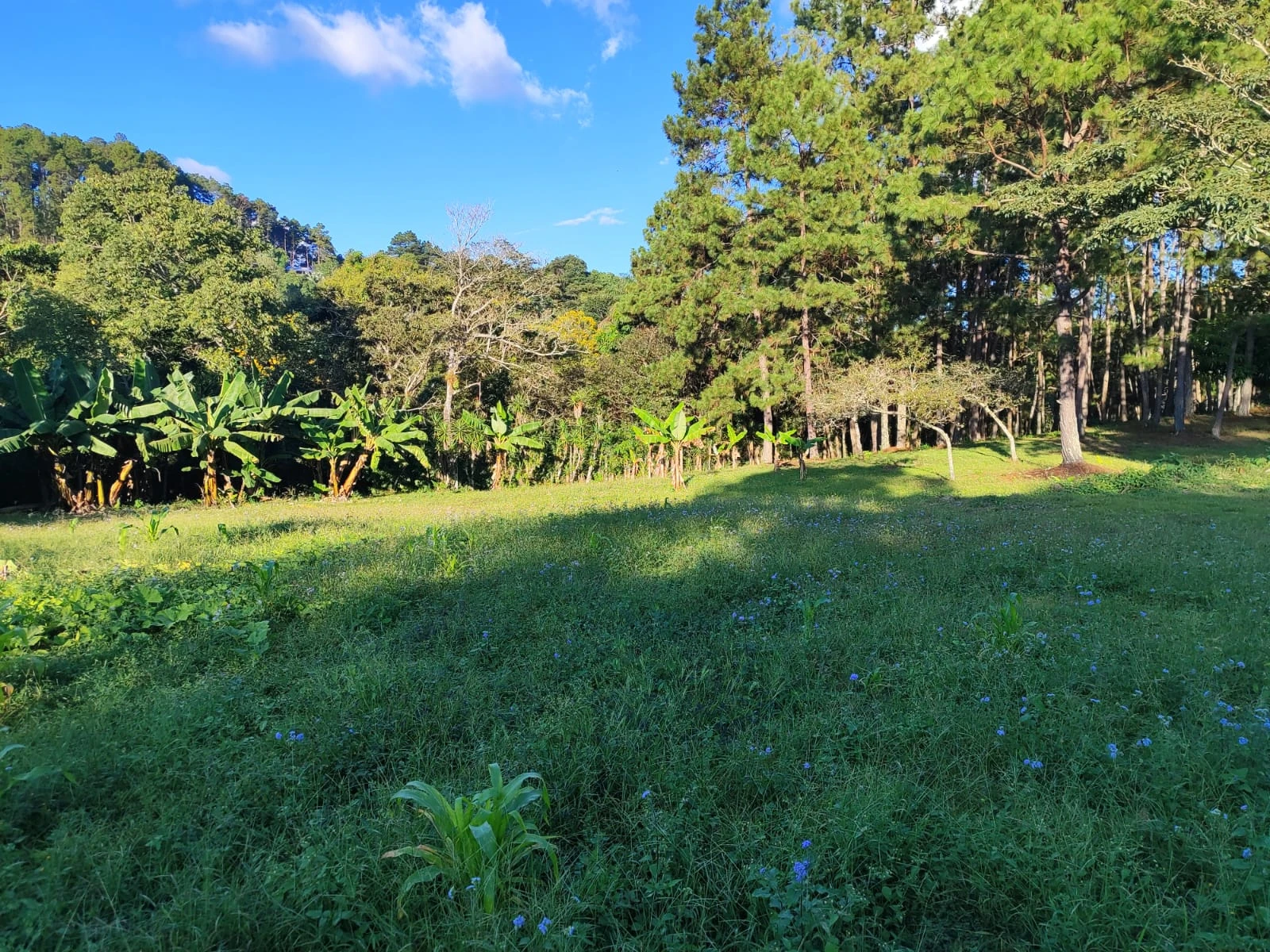 Terreno amplio con área verde, árboles y vegetación natural en entorno rural