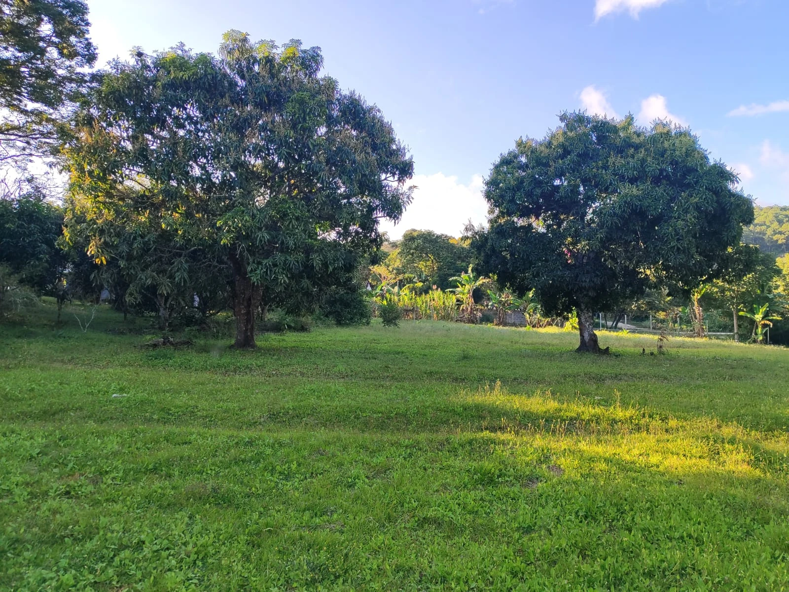 Terreno amplio con árboles frutales y área verde en entorno natural rural