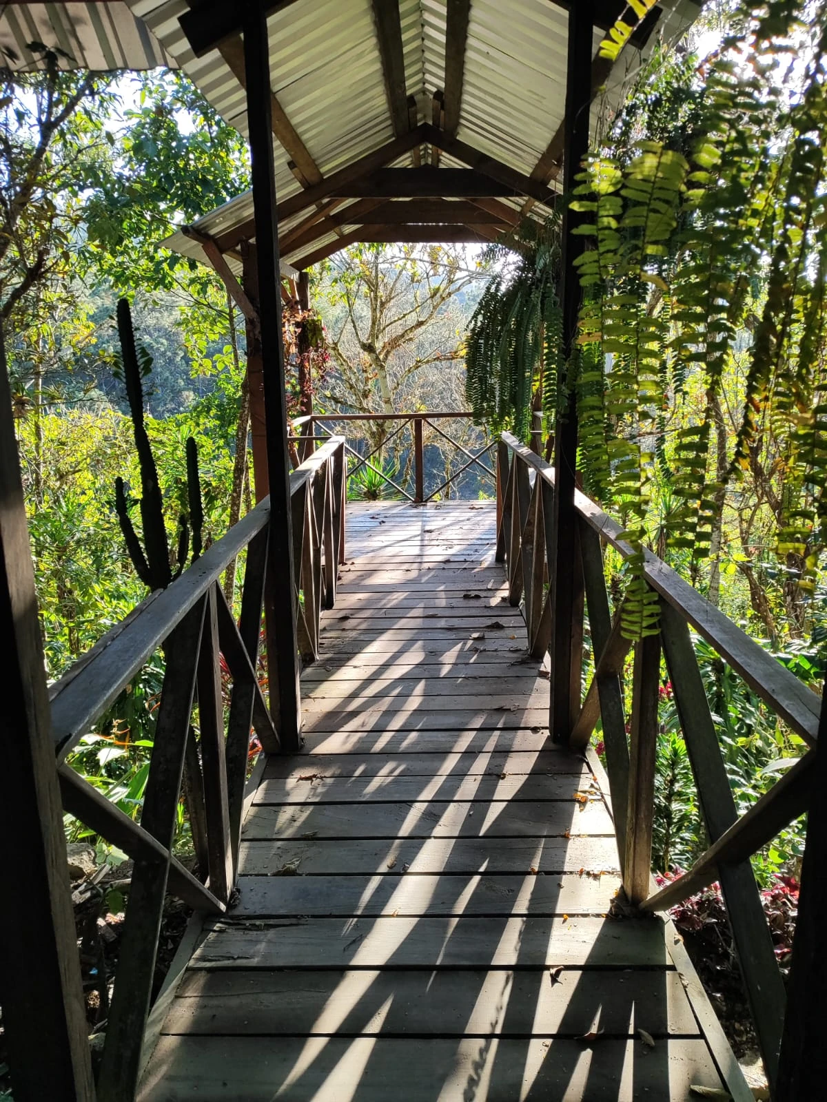 Puente peatonal de madera con techo, rodeado de vegetación tropical y luz natural