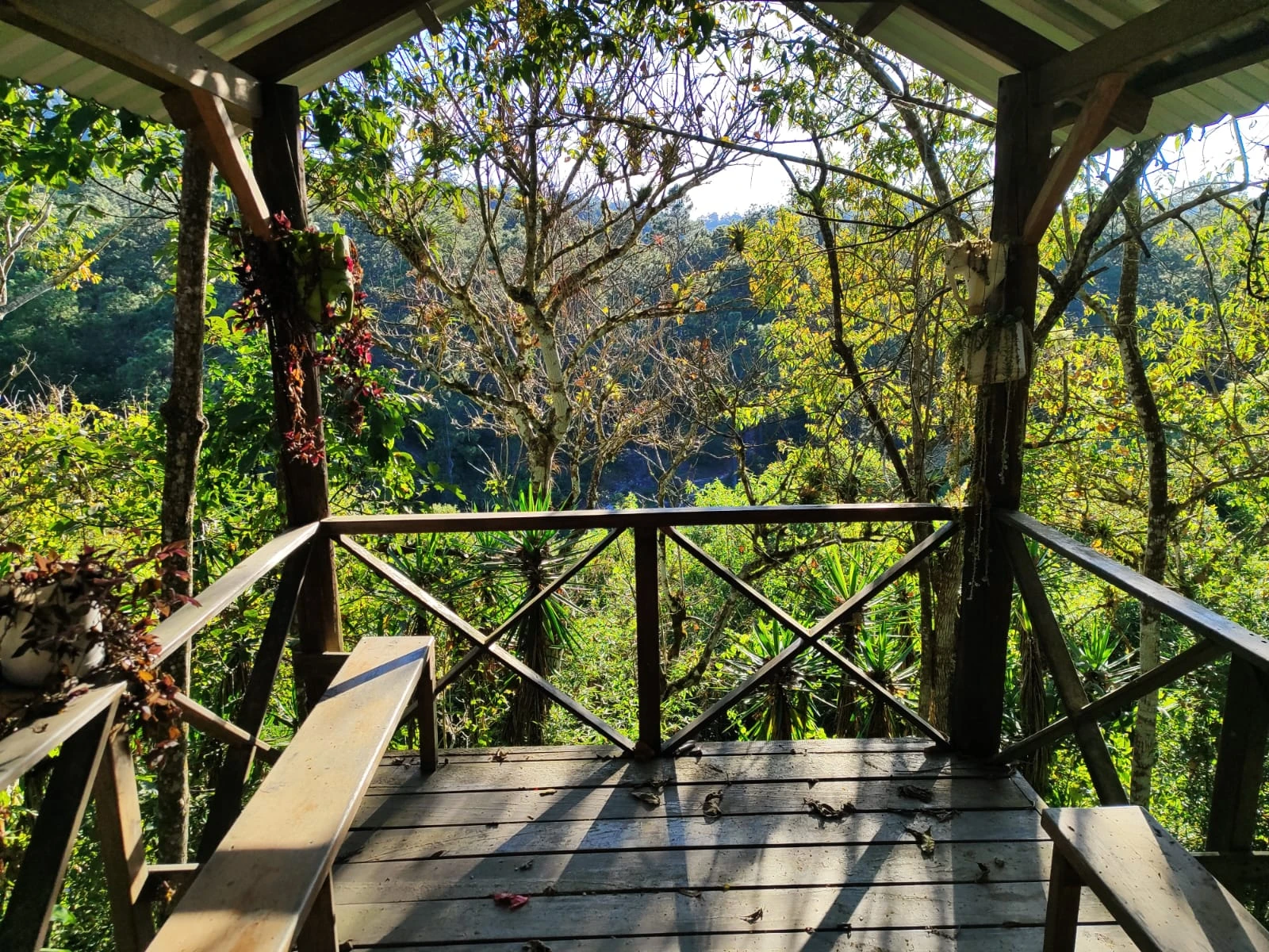 Terraza de madera con vista al bosque, rodeada de árboles y vegetación natural